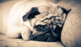 巴哥爆料五月限定视频,五月限定视频精彩内容大曝光