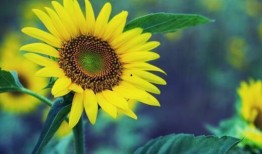 向日葵套装爆料视频大全,全方位爆料视频大盘点