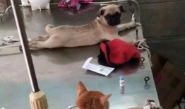 巴哥爆料五月限定视频,五月限定视频精彩内容大曝光